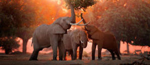 elephants feeding on tree leaves