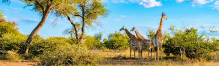 Giraffes in the bush