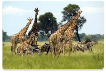 African wildlife