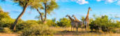 Giraffes in the bush